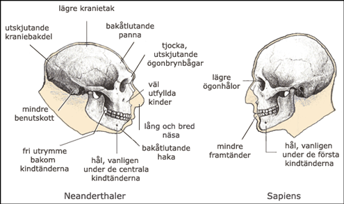 Skillnader mellan neanderthalare och sapiens